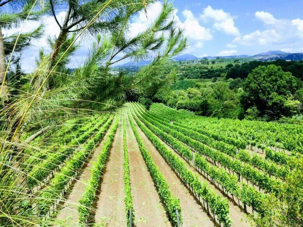 "Filari di Storia": alla scoperta delle meraviglie dell’Agro Falerno