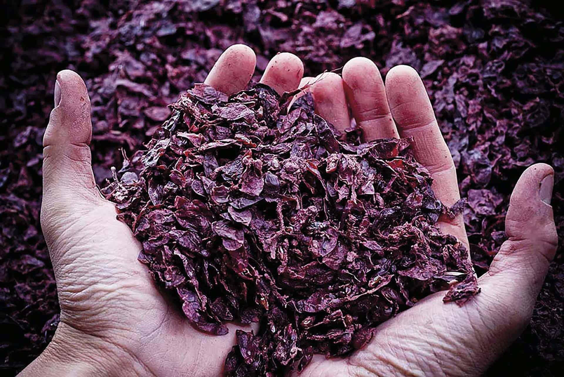 Dalla vinaccia delle uve Aglianico