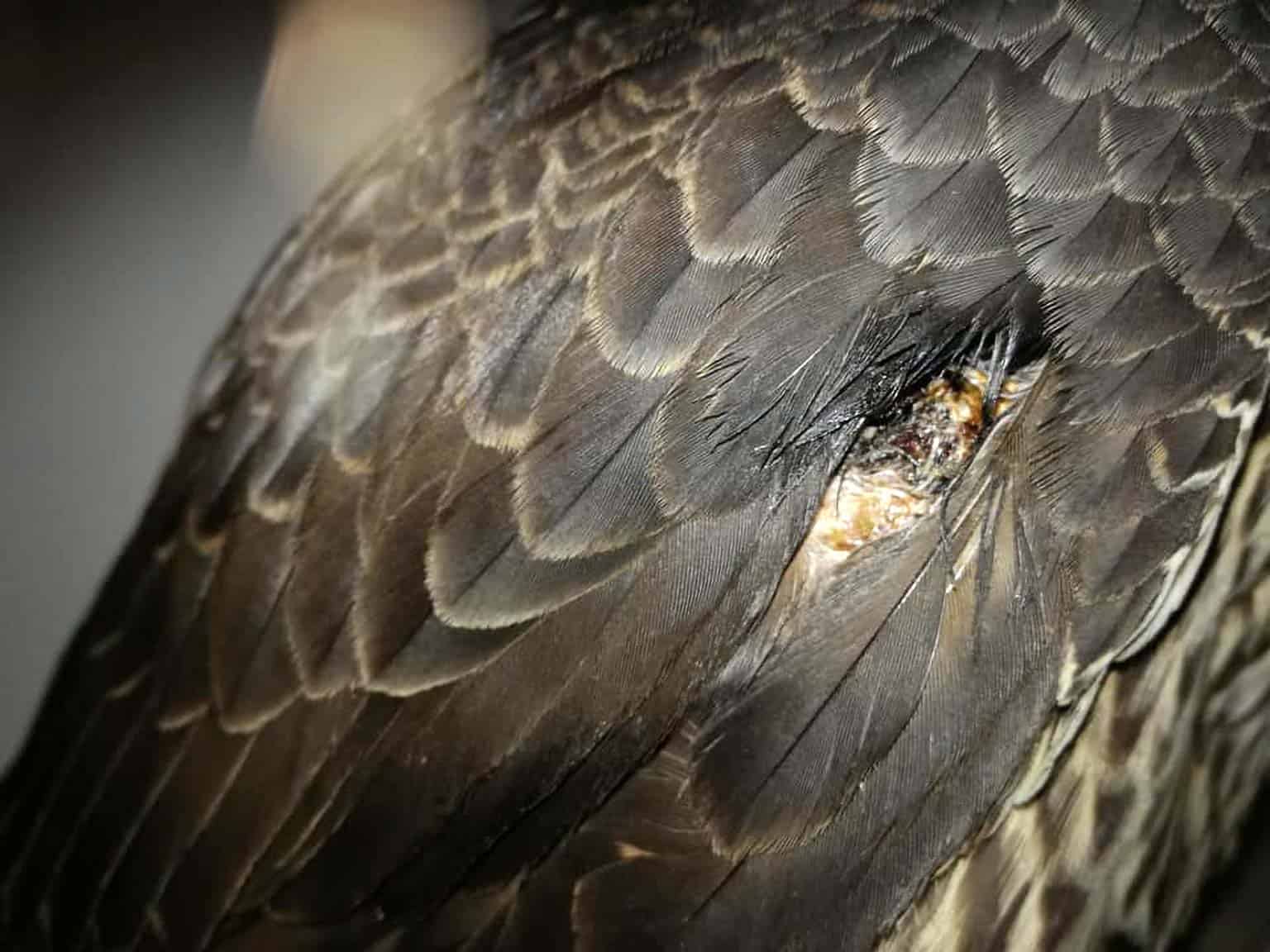 La nostra lotta contro il commercio illegale di fauna