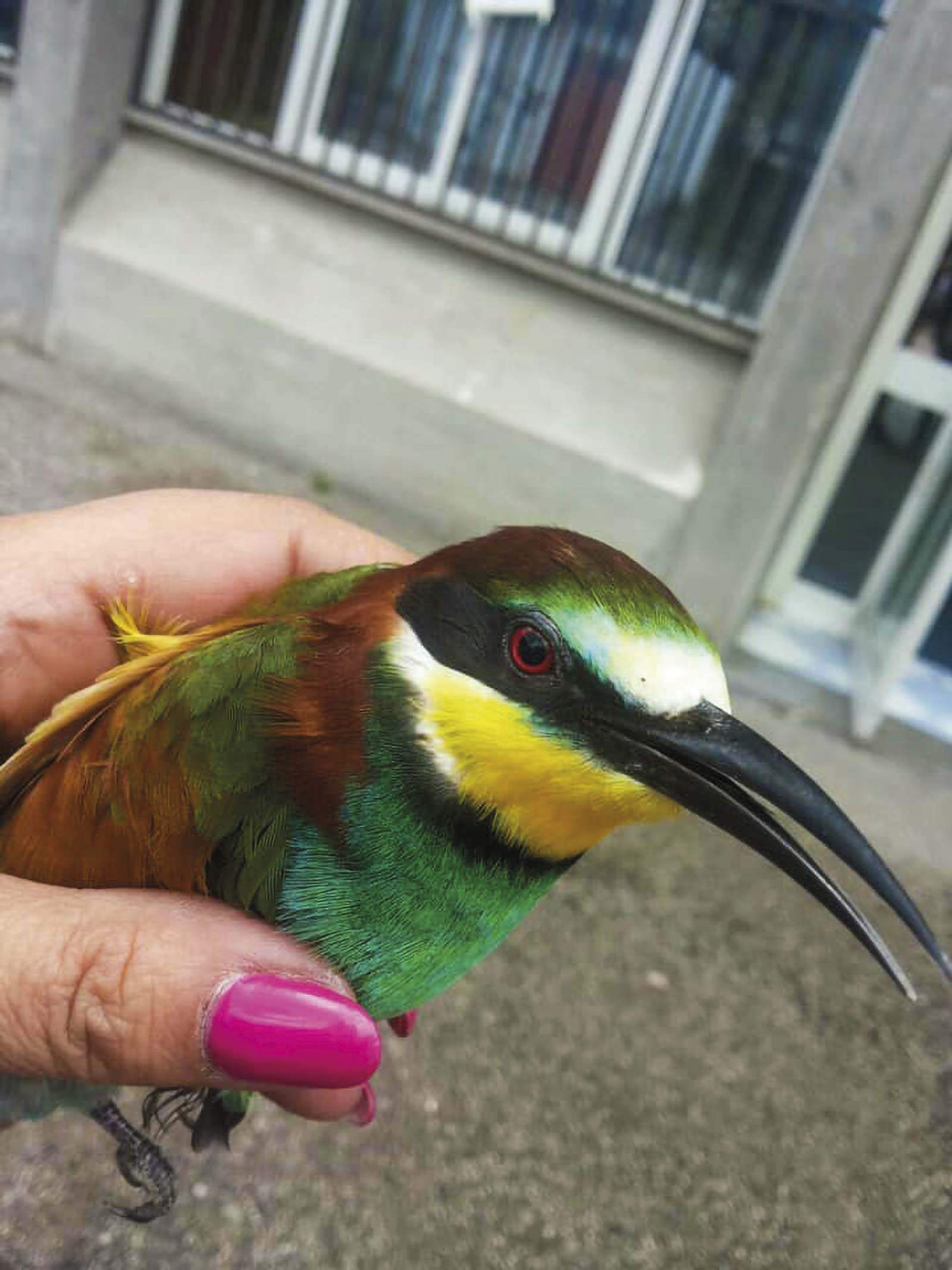 informareonline-lipu-caserta-8