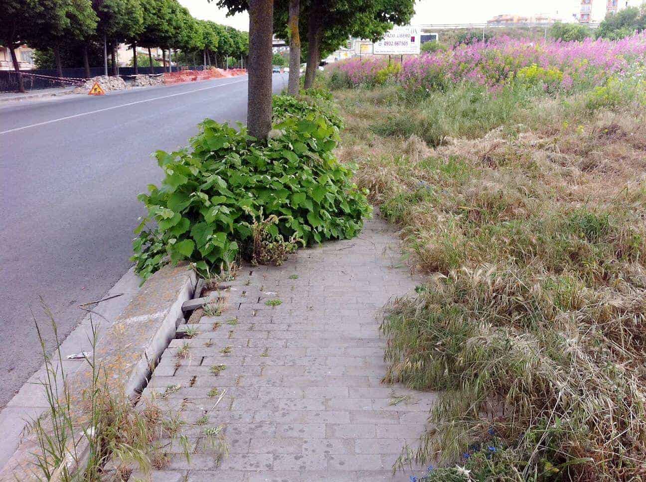 Decoro urbano: erbacce su marciapiedi e strade