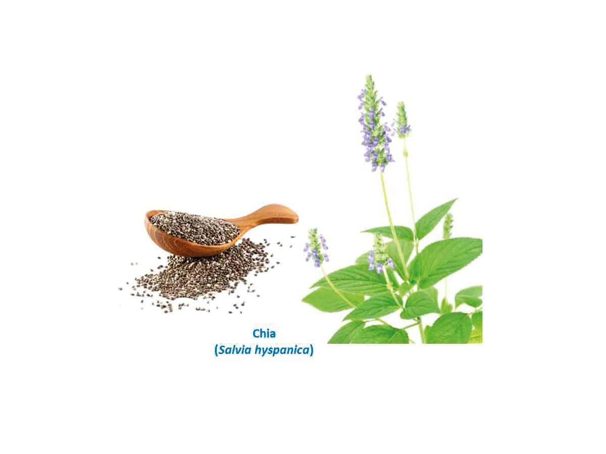 informareonline-semi-di-chia-1