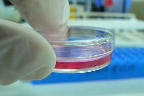 informare_online_organoidi