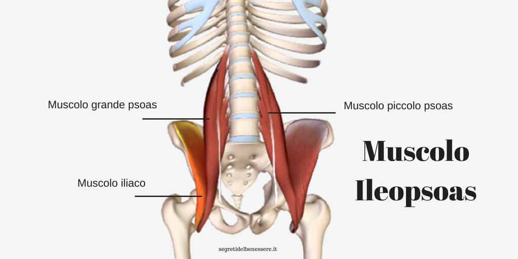 Ileopsoas: il muscolo dell’anima