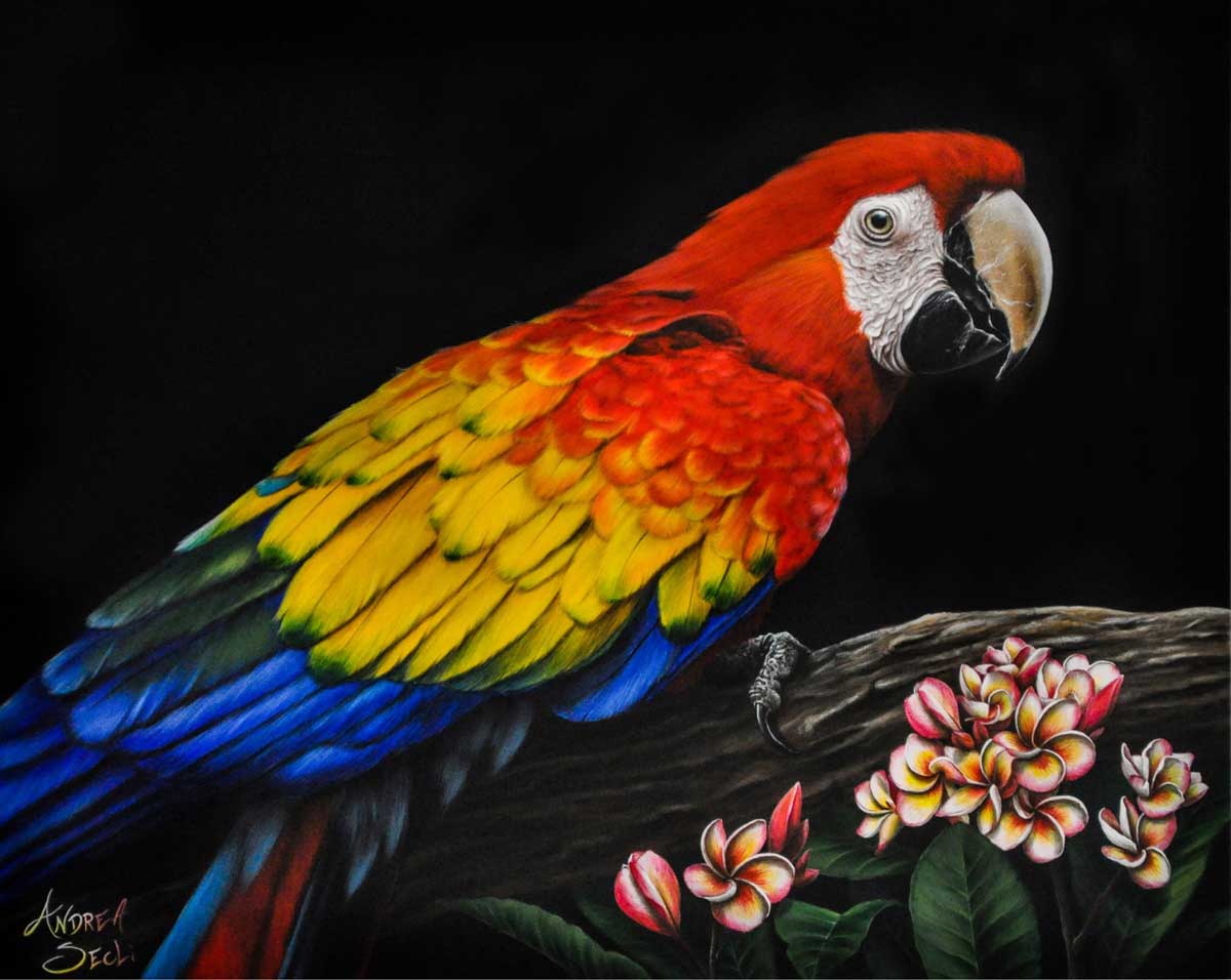 Alla scoperta dell’Italy Parrots Club