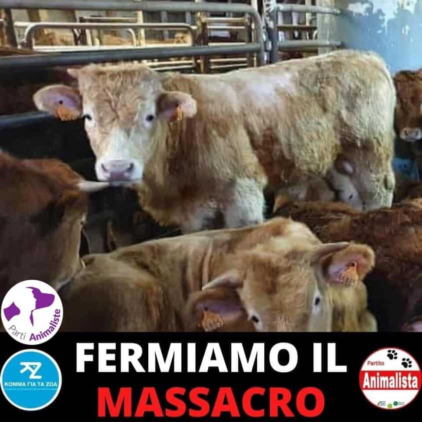 Coste italiane: nave con bovini ferma da due mesi