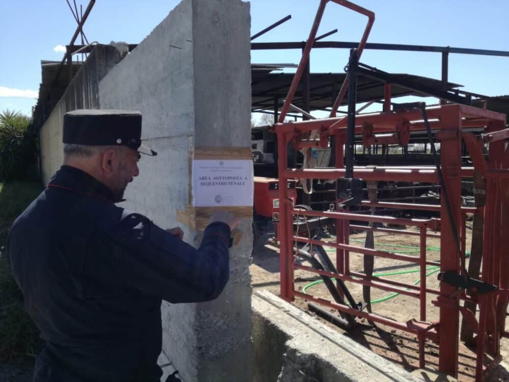 Capua: sequestrato allevamento bufalino per illecito smaltimento di reflui zootecnici