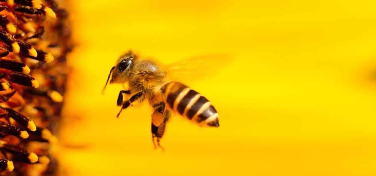 Senza le api non ci sarà più vita, ci stiamo estinguendo