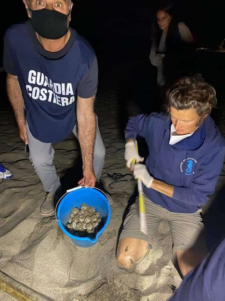 La tartaruga “caretta caretta” sceglie ancora il Litorale Domitio