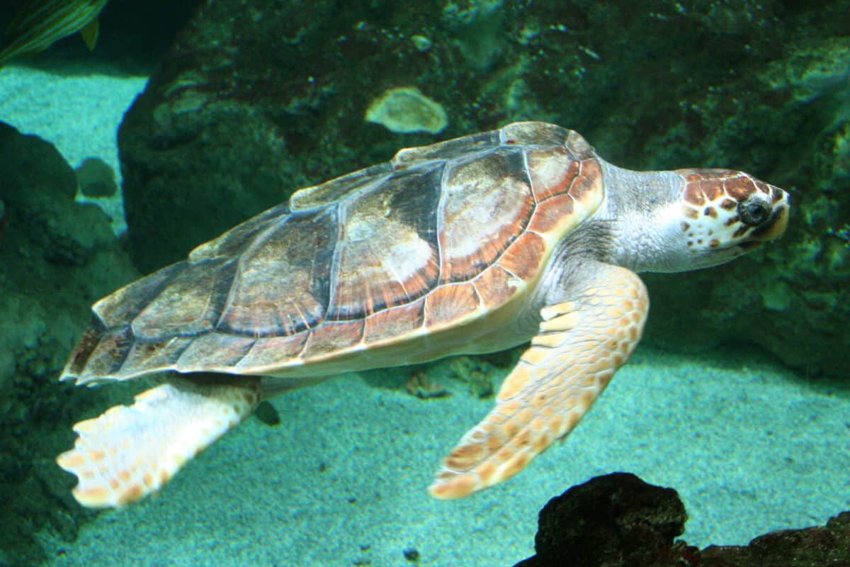 Castel Volturno: altre uova e yolkless della tartaruga Caretta caretta