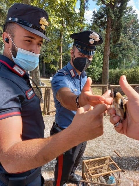 informareonline-auletta-denunciato-un-bracconiere-per-caccia-illegale-2