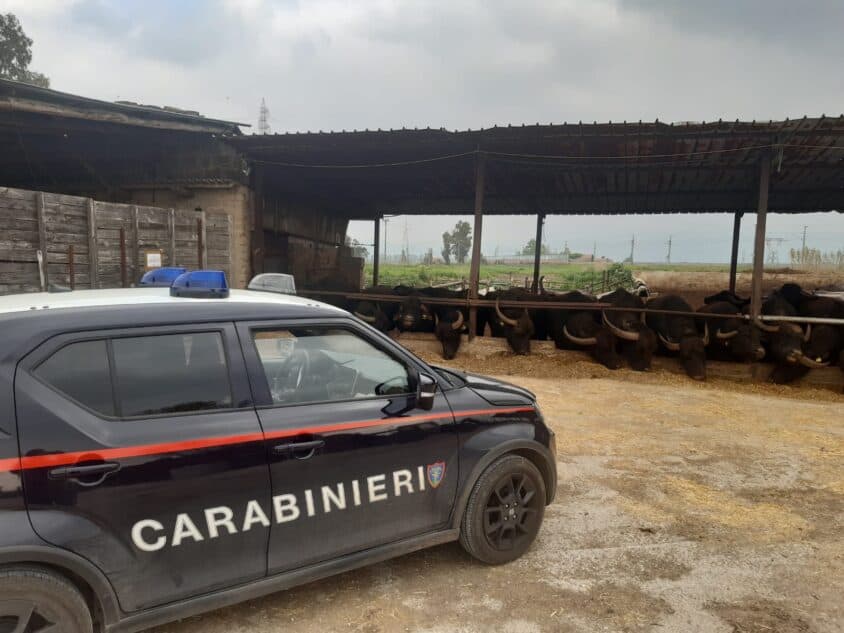 Pietramelara: i Carabinieri Forestale denunciano un allevatore bufalino