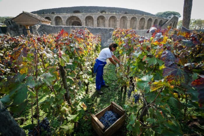 Pompei, XXII edizione della vendemmia agli Scavi