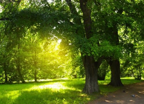 Tutelare l'ambiente: promossa la Giornata Nazionale degli alberi