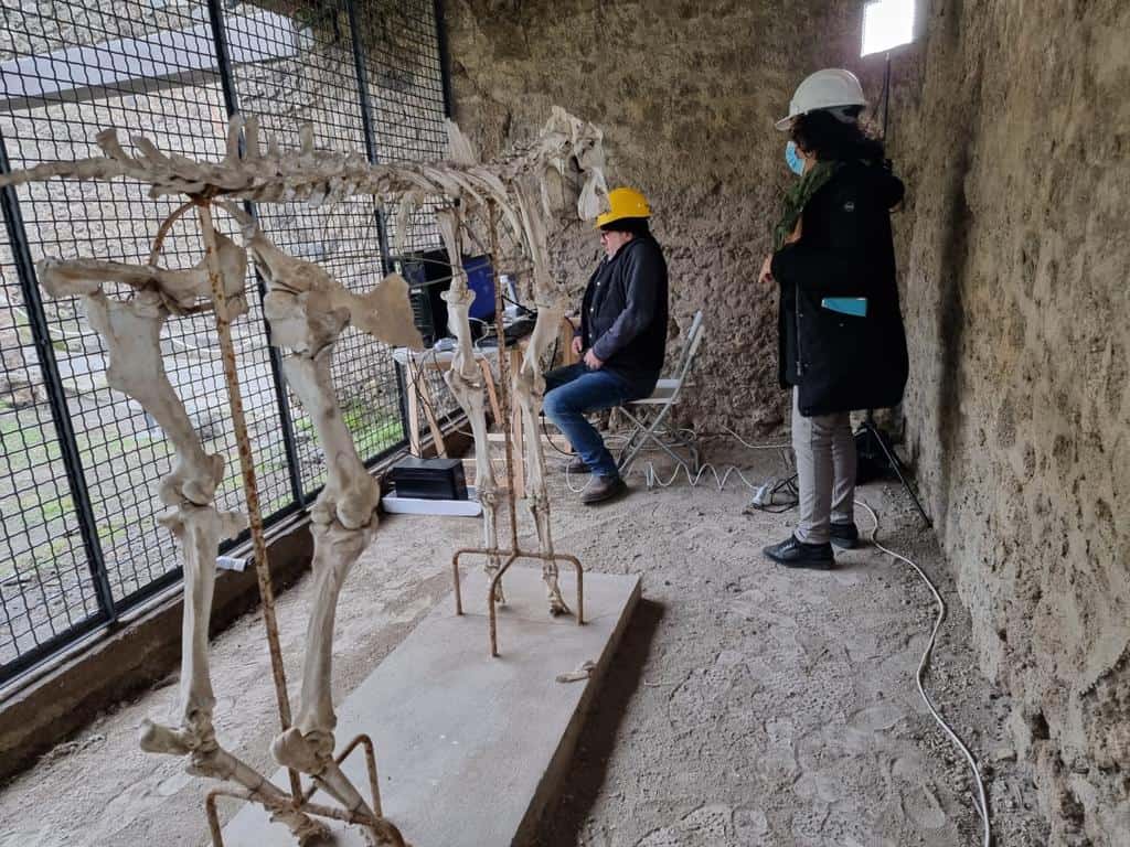 Pompei: il restauro del cavallo di Maiuri trovato nel '38