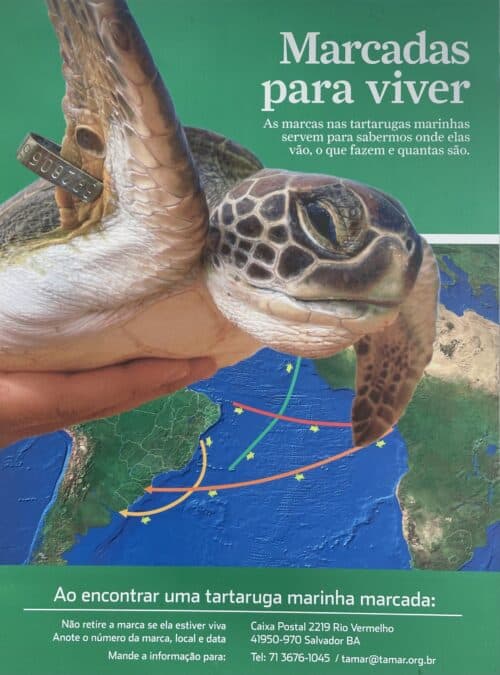 Il "Projeto Tamar" per salvaguardare le Caretta Caretta