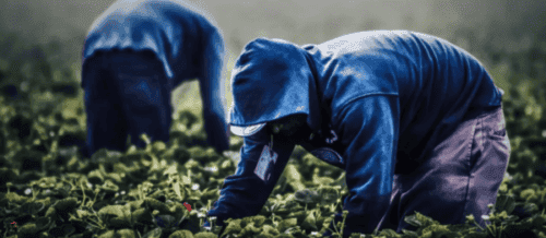 Stop al Caporalato: una nuova azione di contrasto al fenomeno