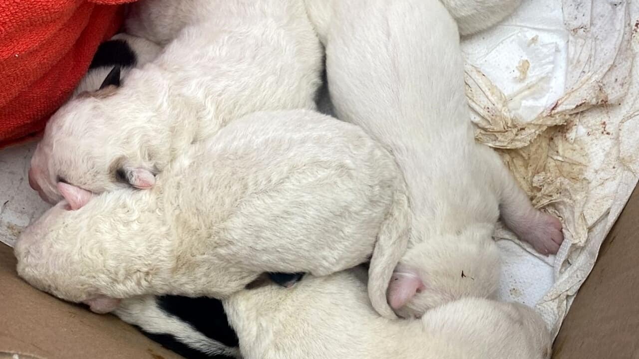 Mondragone, ritrovati 8 cagnolini: erano chiusi in un sacco nero