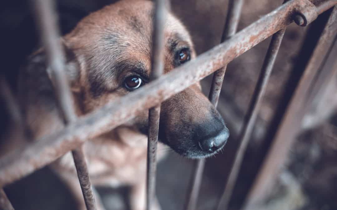 Guerra in Ucraina, orrore vicino a Kiev: 300 cani morti in un canile