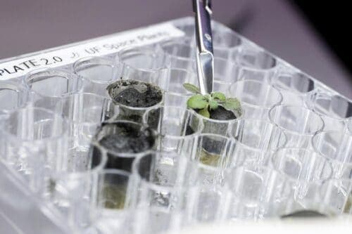 Gli scienziati riescono a coltivare piante sulla Terra con terreno lunare