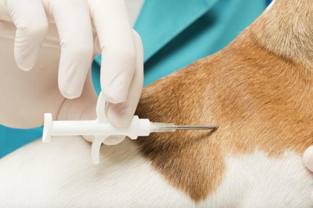 Cane smarrito: cosa accade se si sostituisce il microchip?