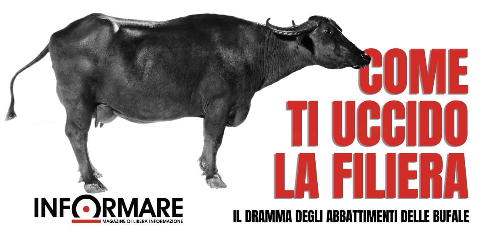 INTERVISTA. L'attacco di Fabbris alle grandi industrie di latte e carne: «Vogliono rendere la mozzarella un prodotto industriale»