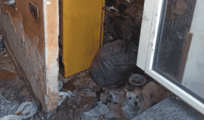 Marcianise, cani abbandonati per mesi in casa
