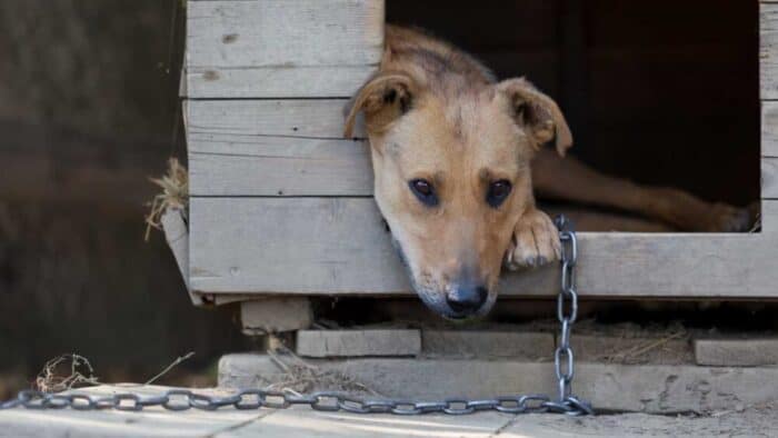Cellole, segnalazioni di cani legati sotto al sole: "Il Comune faccia qualcosa!"