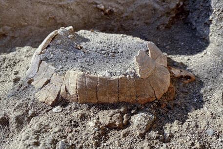 Scavi di Pompei: scoperta una tartaruga col suo uovo