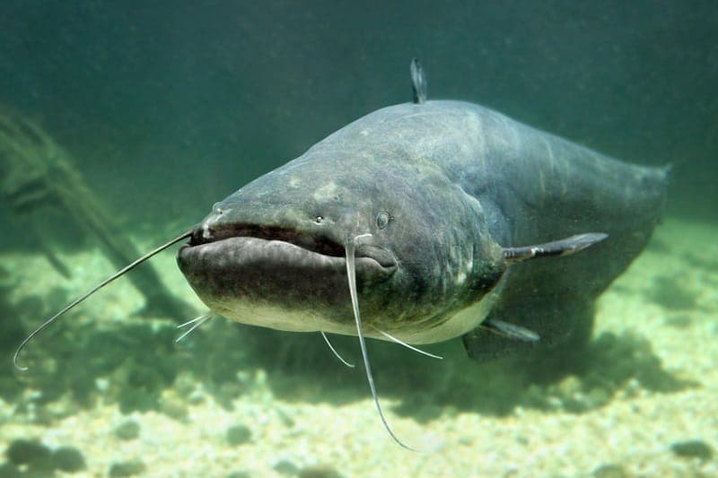 Pesce siluro nel Volturno: l'opinione dei pescatori