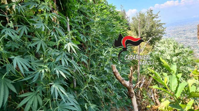 Operazione "Green Life": sequestri tra Lettere, Castellammare e Monti Lattari