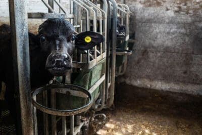 Abbattimenti bufalini, esplode la rabbia degli allevatori casertani: "Vogliono distruggerci"