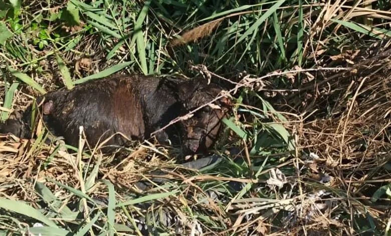Grazzanise, strage di vitellini uccisi e abbandonati lungo un canale