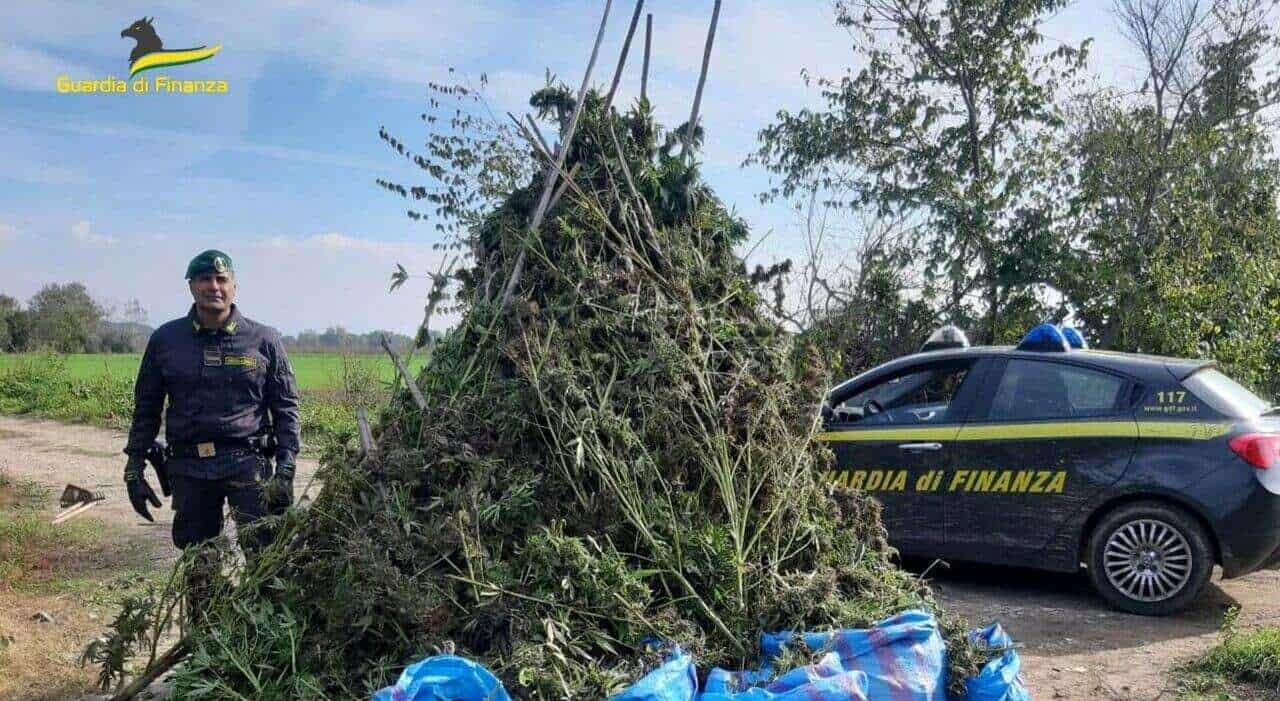 Capua: scoperte più di 300 piante di cannabis
