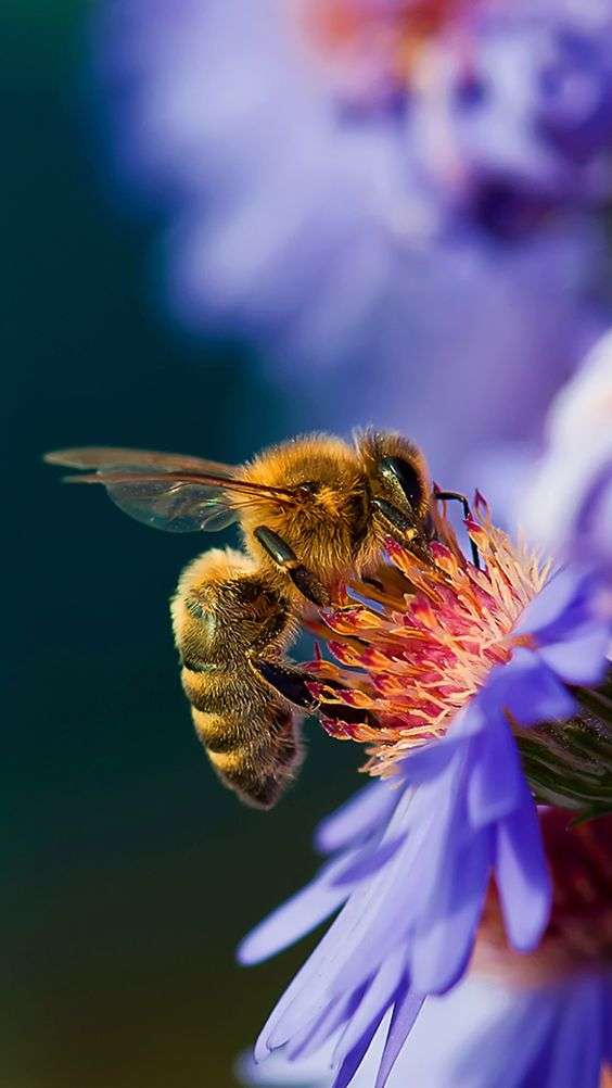 Le api, uno strumento potente di indagine ambientale: il progetto di Bologna