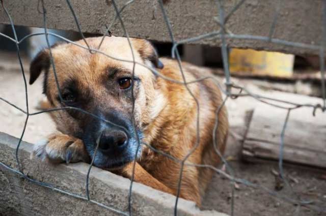 Maltrattamento animali: allevatore condannato a 6 mesi più risarcimento
