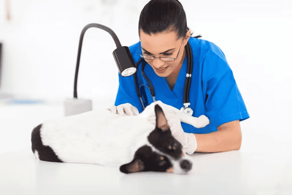 Aggressione ai veterinari dell’ASL Caserta ad Alvignano: l'Ordine chiede interventi legislativi urgenti