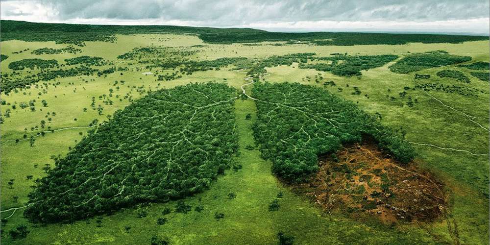 Passo avanti dell'UE: stop all'import di prodotti da deforestazione