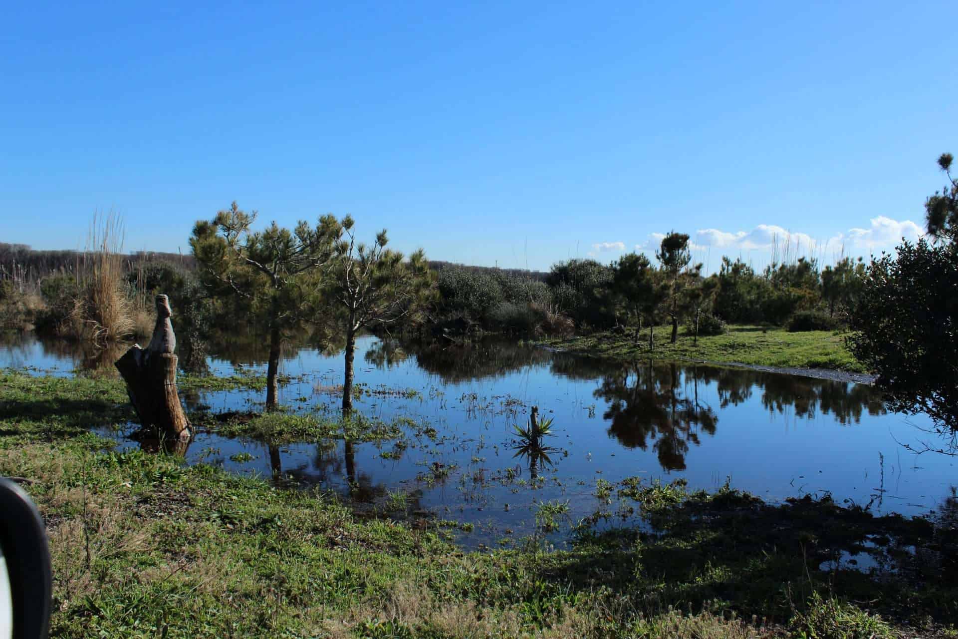 "Non chiamatela Pineta": il Bosco Mediterraneo è il volto della Castel Volturno che verrà