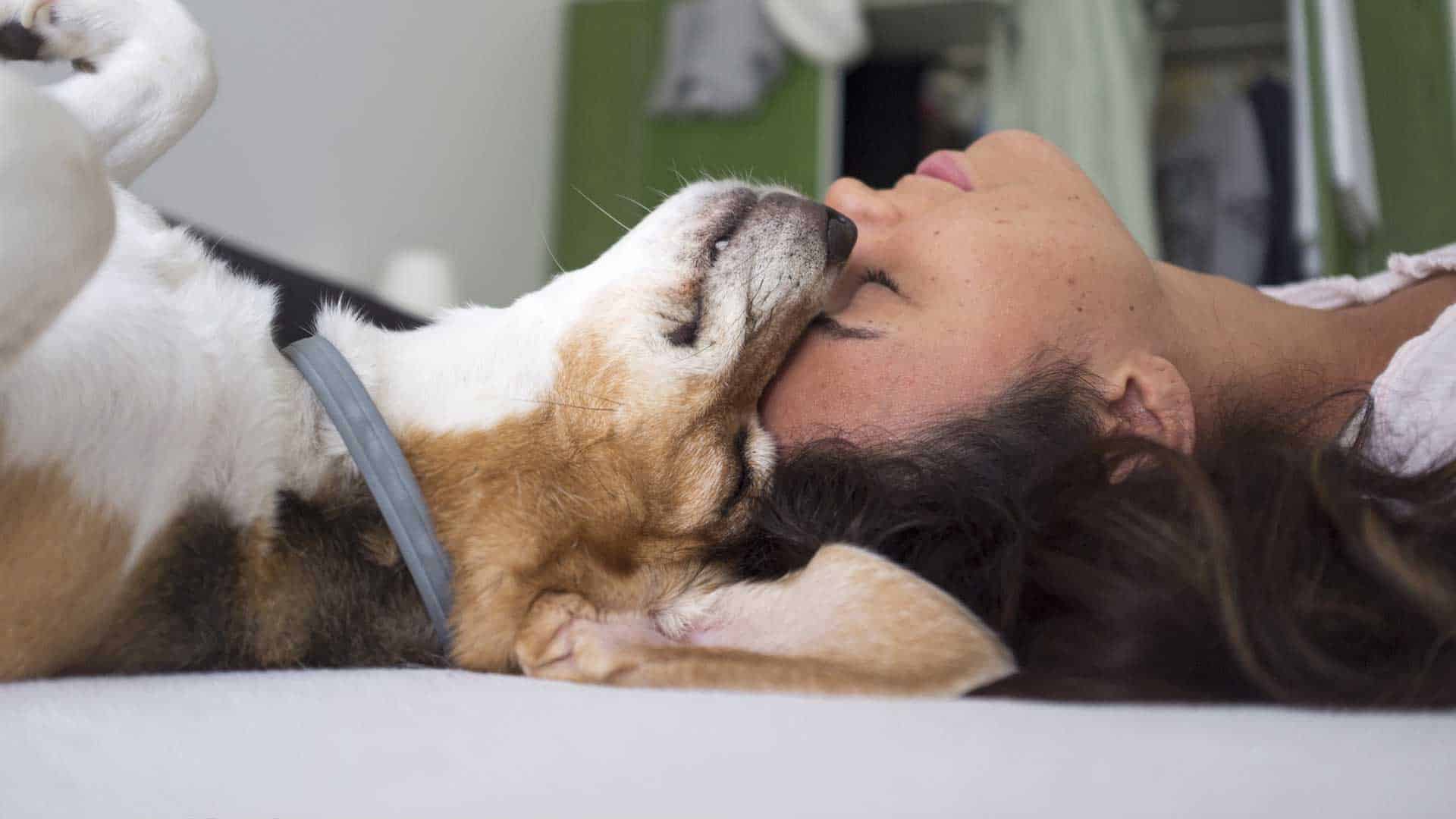 Sei malato? I cani lo capiscono dal tuo odore