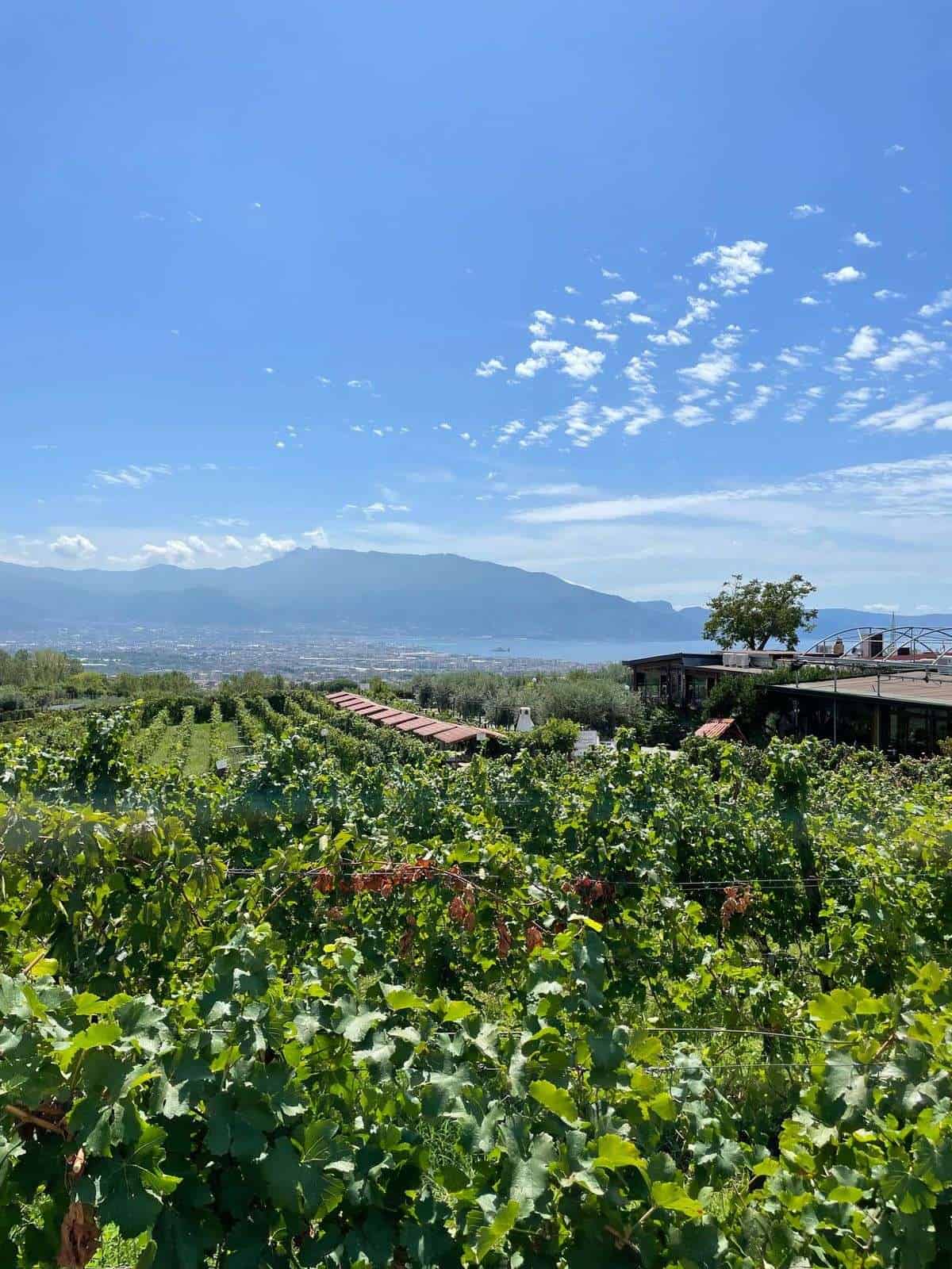 Agricoltura in Campania: un futuro Bio ed inclusivo che parte dalle radici