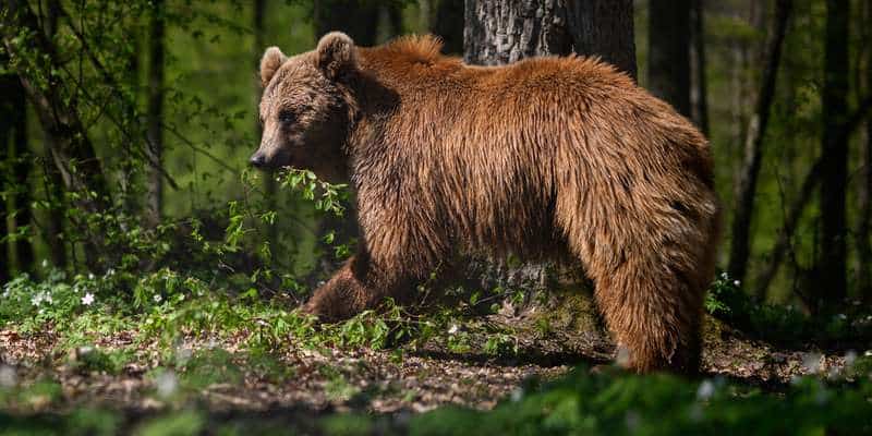 Quando gli animali pagano le scelte sbagliate dell'uomo