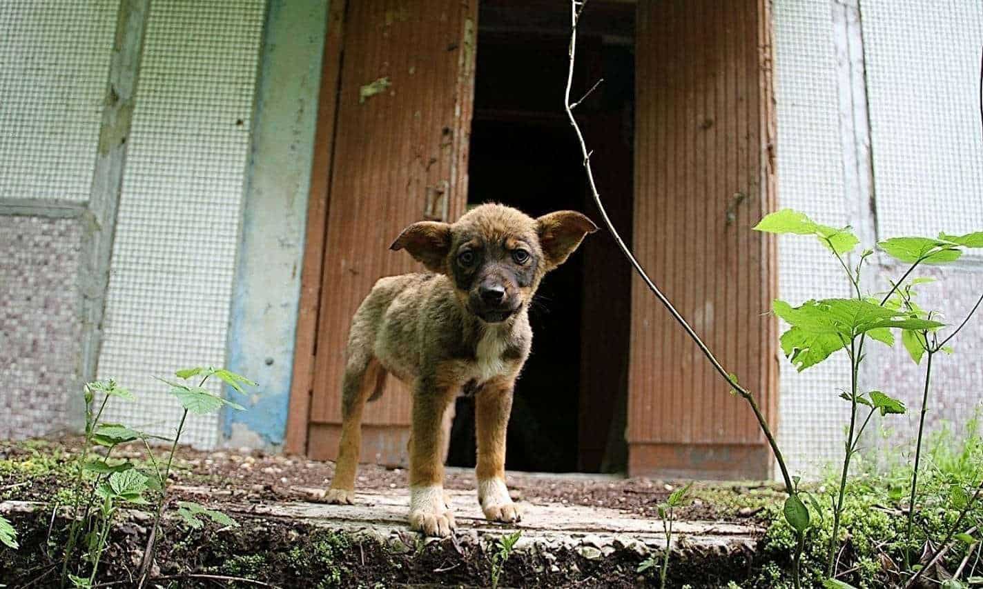 Cani e gatti in vendita? L'Ue dice basta
