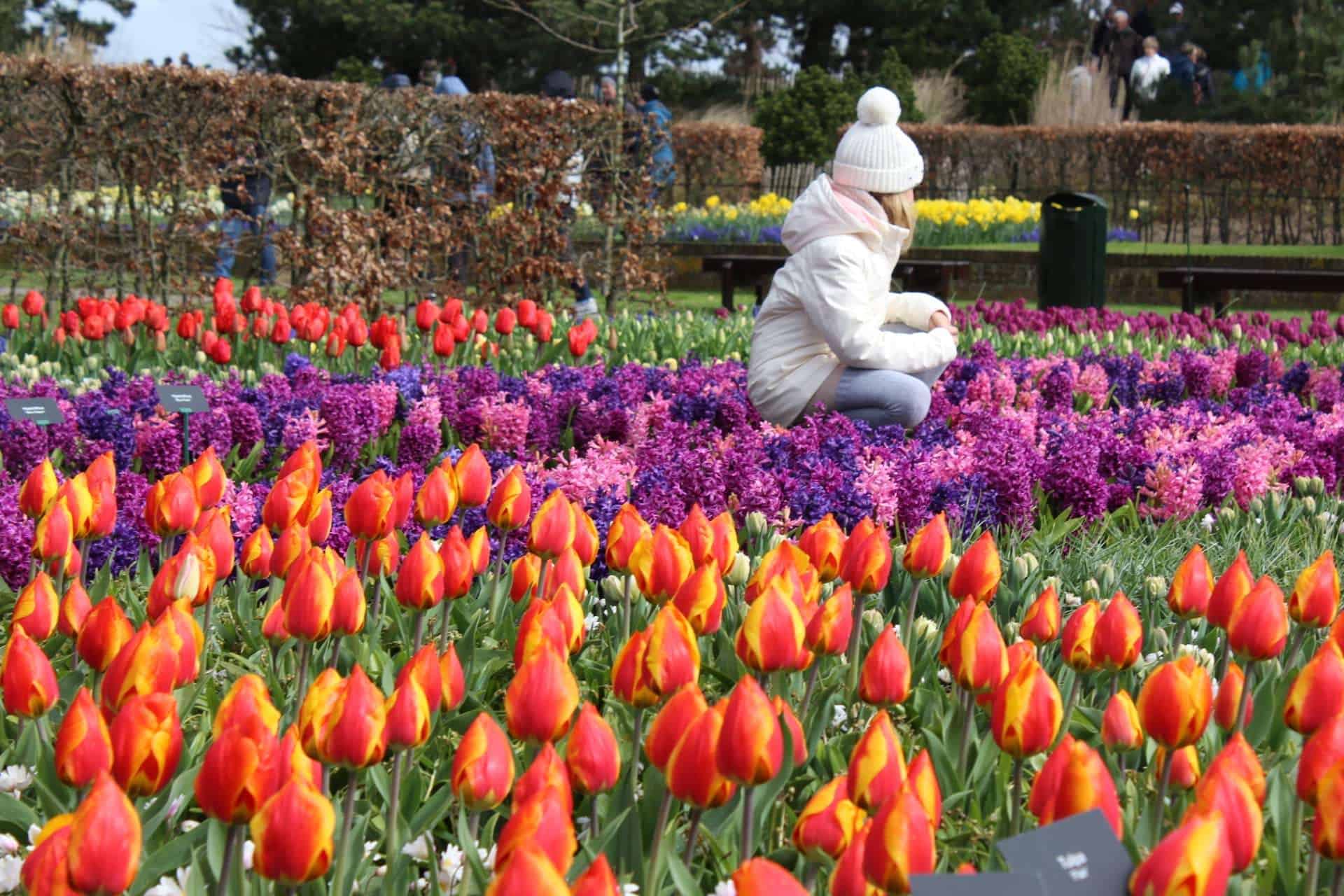 Giardino di Keukenhof: la meraviglia della primavera olandese