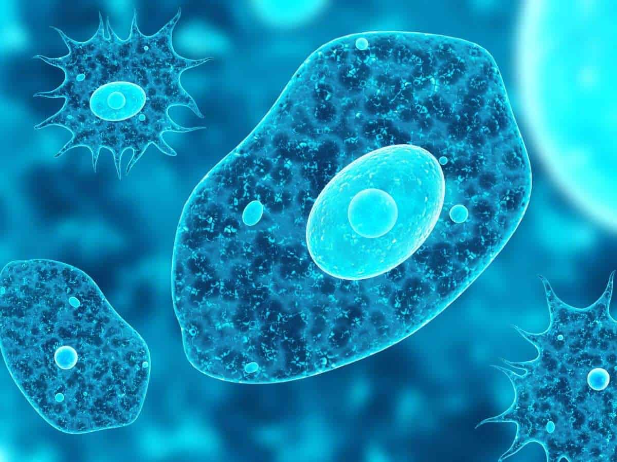 Siete pronti a rivalutare l'ameba?
