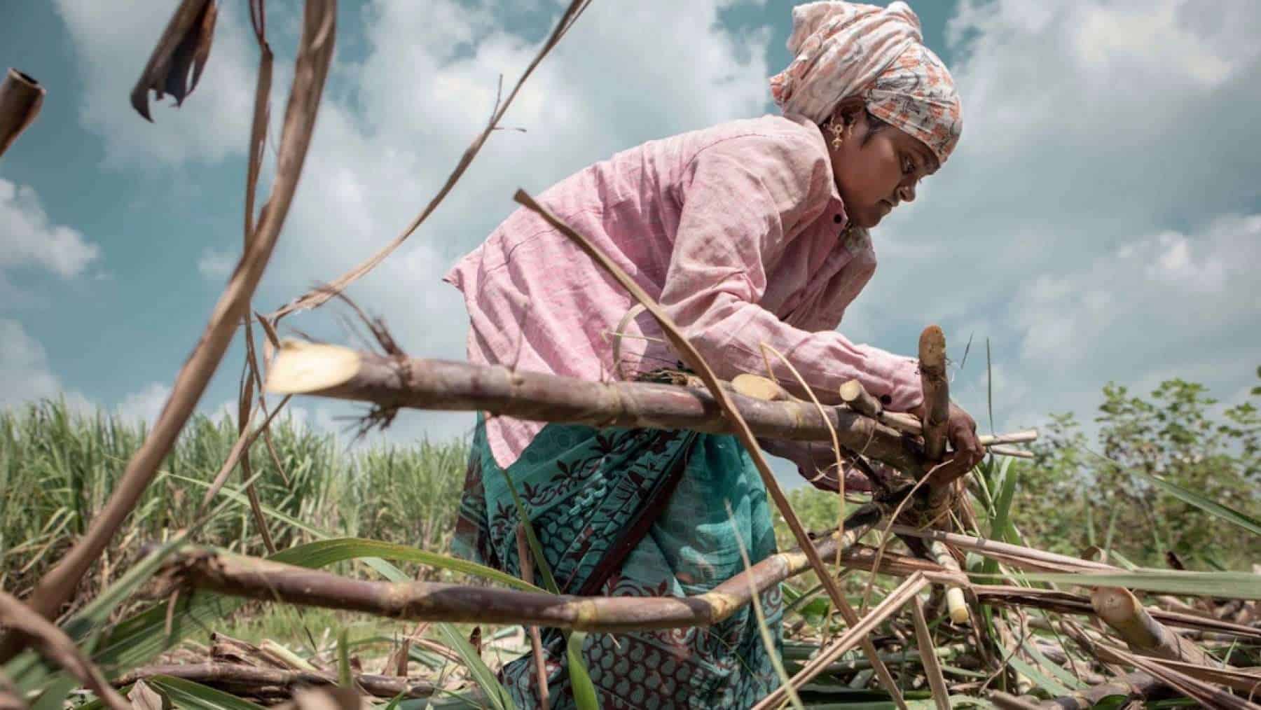 "Sacrificio dello zucchero": donne senza utero per poter lavorare