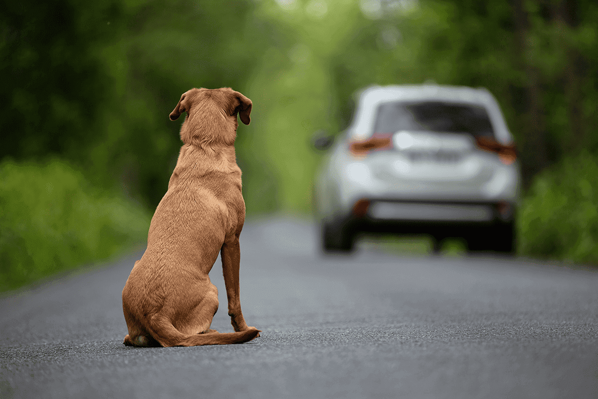 Più cani e meno tasse, ecco l'iniziativa pugliese