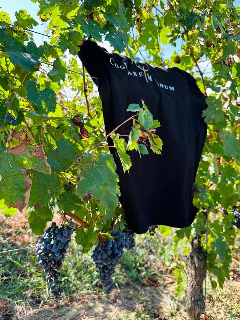 Cogitare Magnum: un percorso che parte da Aversa ed arriva in Emilia Romagna
