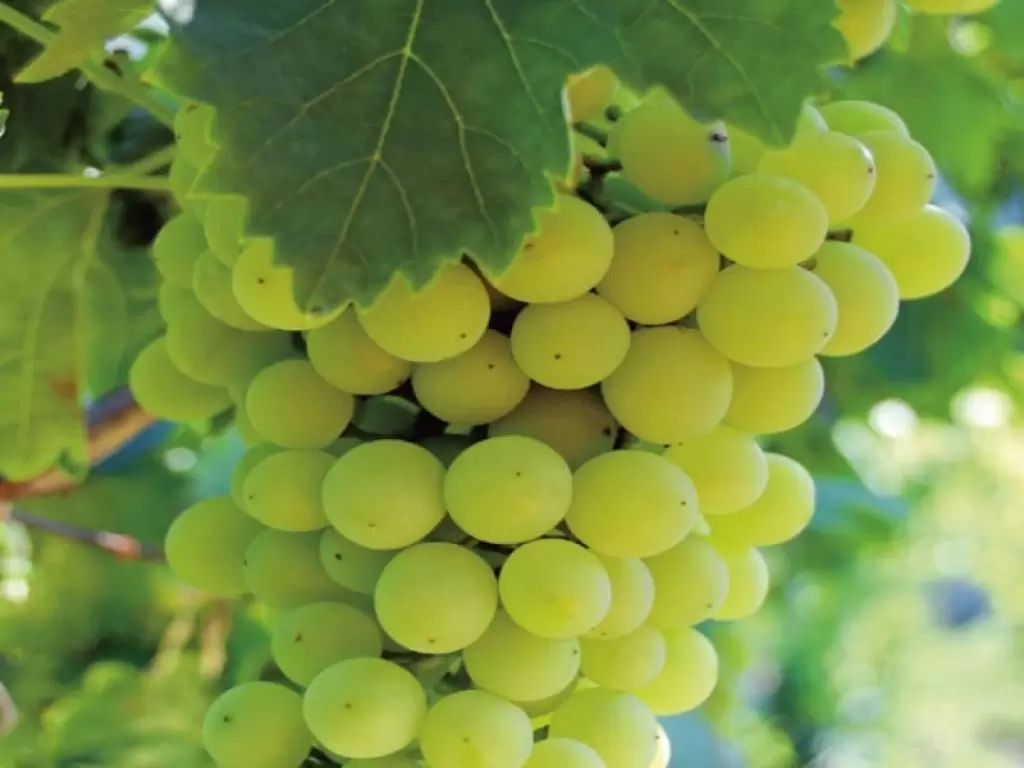 Di vite in vite: il Barbera d'Alba