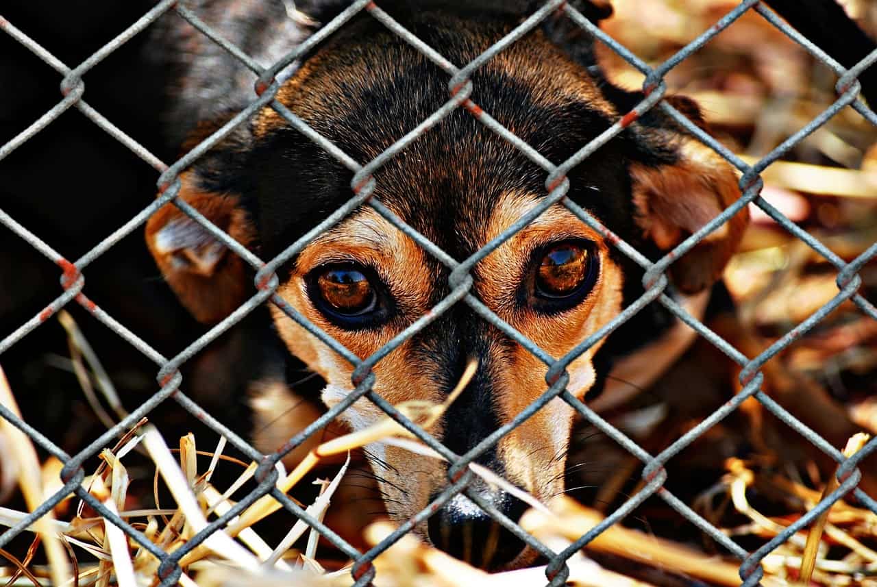 Tutti i limiti alla tutela degli animali in Italia